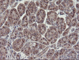 RBPMS Antibody in Immunohistochemistry (Paraffin) (IHC (P))