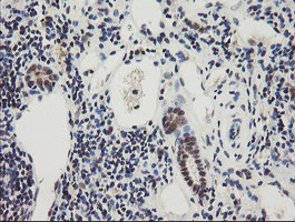 RBPMS Antibody in Immunohistochemistry (Paraffin) (IHC (P))