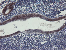 RBPMS Antibody in Immunohistochemistry (Paraffin) (IHC (P))