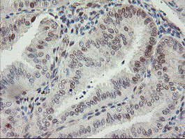 RBPMS Antibody in Immunohistochemistry (Paraffin) (IHC (P))