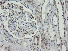 RBPMS Antibody in Immunohistochemistry (Paraffin) (IHC (P))