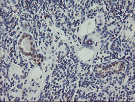 RBPMS Antibody in Immunohistochemistry (Paraffin) (IHC (P))