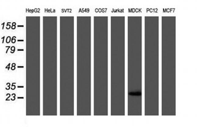 RBPMS Antibody in Western Blot (WB)