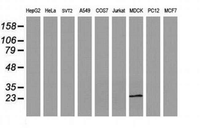 RBPMS Antibody in Western Blot (WB)