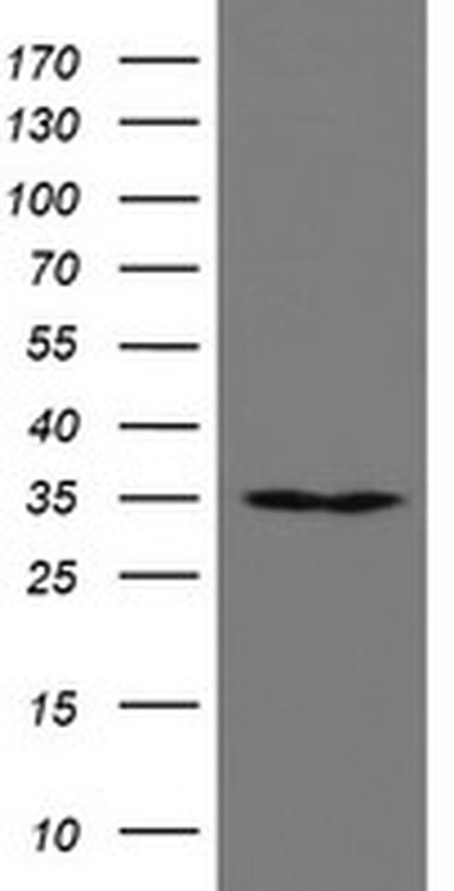 RBPMS Antibody in Western Blot (WB)