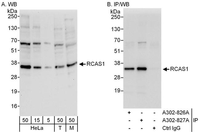 RCAS1 Antibody in Western Blot (WB)