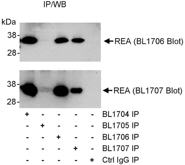 REA Antibody in Immunoprecipitation (IP)