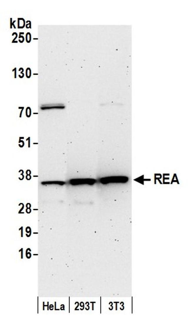 REA Antibody in Western Blot (WB)