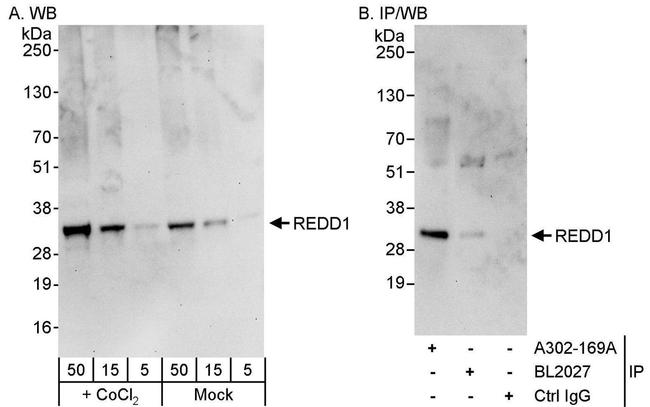 REDD1 Antibody in Western Blot (WB)