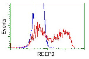 REEP2 Antibody in Flow Cytometry (Flow)