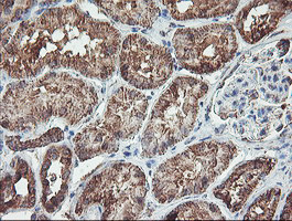 REEP2 Antibody in Immunohistochemistry (Paraffin) (IHC (P))