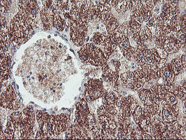 REEP2 Antibody in Immunohistochemistry (Paraffin) (IHC (P))