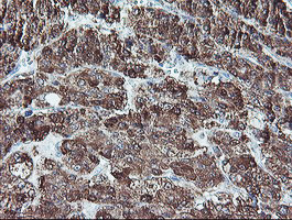 REEP2 Antibody in Immunohistochemistry (Paraffin) (IHC (P))