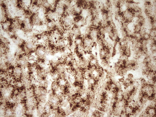 REN Antibody in Immunohistochemistry (Paraffin) (IHC (P))