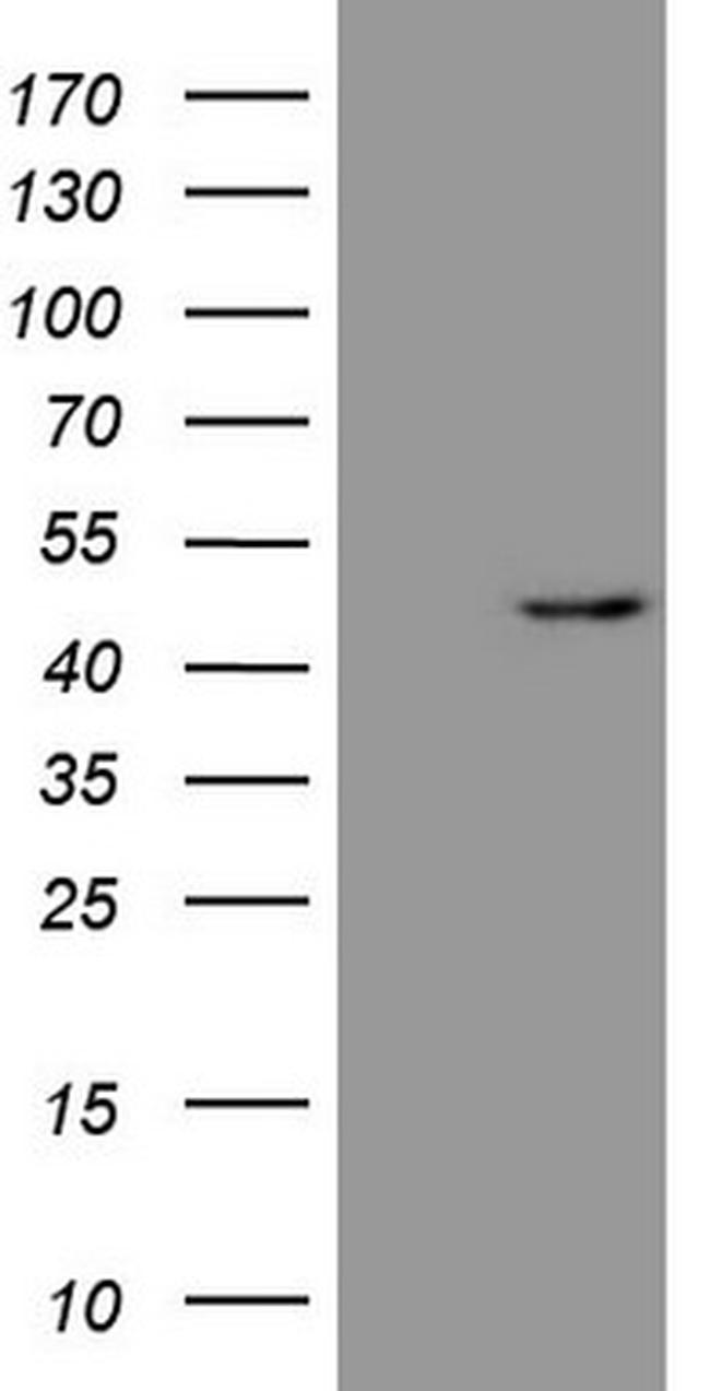 REN Antibody in Western Blot (WB)