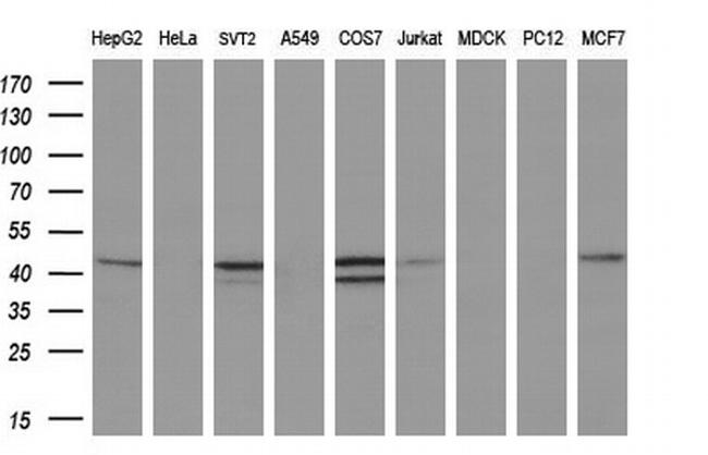 REN Antibody in Western Blot (WB)