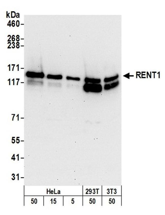 RENT1 Antibody in Western Blot (WB)