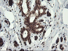 RFC2 Antibody in Immunohistochemistry (Paraffin) (IHC (P))