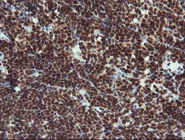 RFC2 Antibody in Immunohistochemistry (Paraffin) (IHC (P))