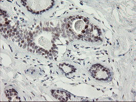 RFC2 Antibody in Immunohistochemistry (Paraffin) (IHC (P))