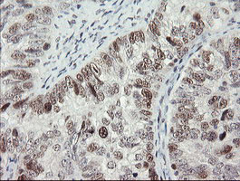 RFC2 Antibody in Immunohistochemistry (Paraffin) (IHC (P))