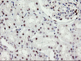 RFC2 Antibody in Immunohistochemistry (Paraffin) (IHC (P))