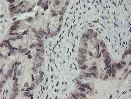 RFC2 Antibody in Immunohistochemistry (Paraffin) (IHC (P))