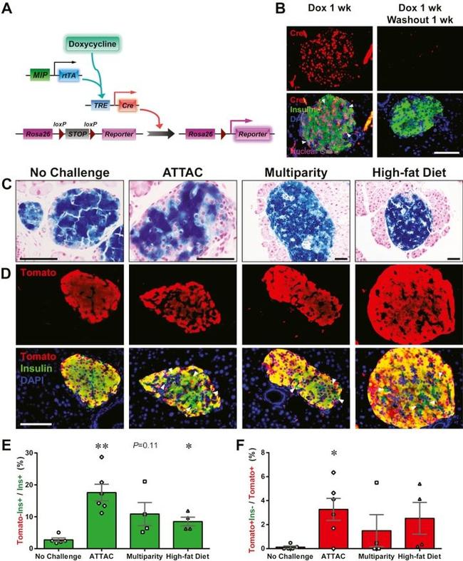 RFP Antibody in Immunohistochemistry (IHC)