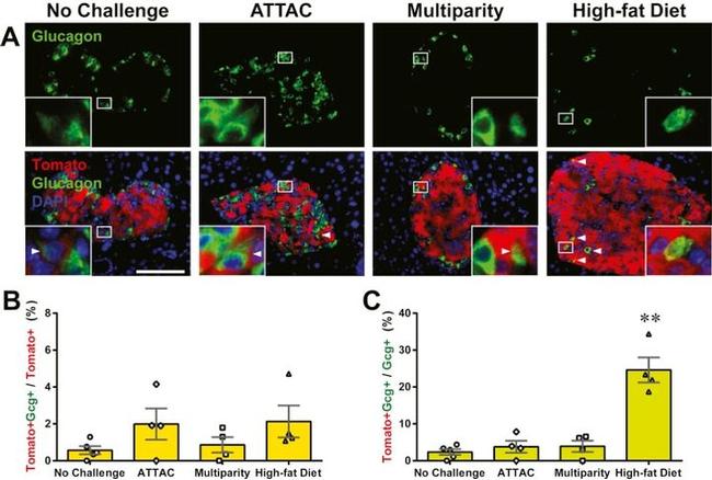 RFP Antibody in Immunohistochemistry (IHC)