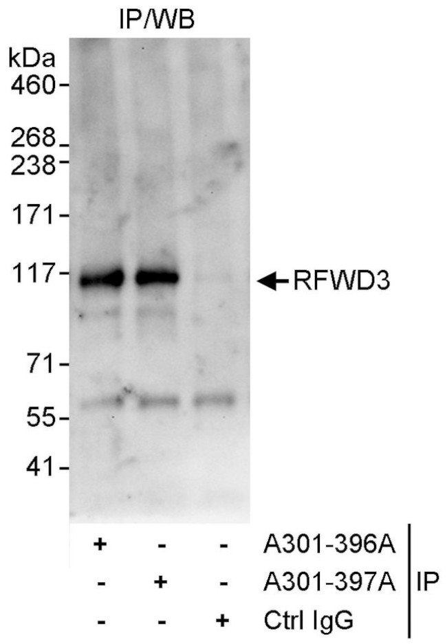 RFWD3 Antibody in Immunoprecipitation (IP)