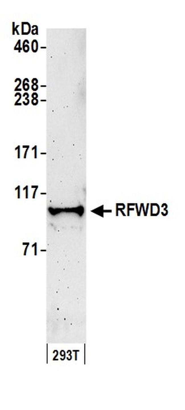 RFWD3 Antibody in Western Blot (WB)