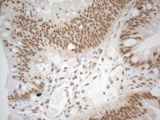 RGL2 Antibody in Immunohistochemistry (Paraffin) (IHC (P))