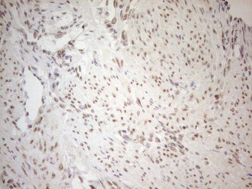 RGL2 Antibody in Immunohistochemistry (Paraffin) (IHC (P))