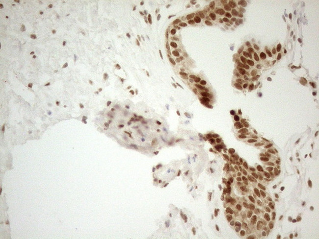 RGL2 Antibody in Immunohistochemistry (Paraffin) (IHC (P))