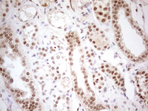 RGL2 Antibody in Immunohistochemistry (Paraffin) (IHC (P))