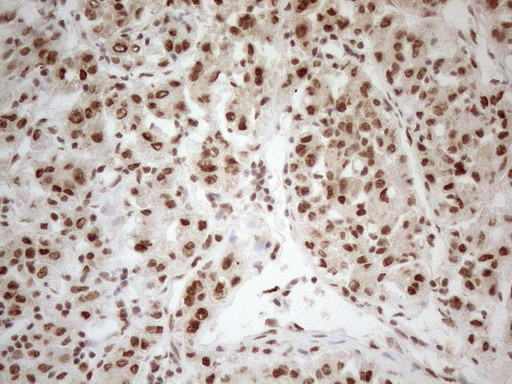 RGL2 Antibody in Immunohistochemistry (Paraffin) (IHC (P))