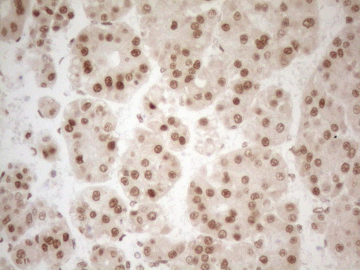 RGL2 Antibody in Immunohistochemistry (Paraffin) (IHC (P))