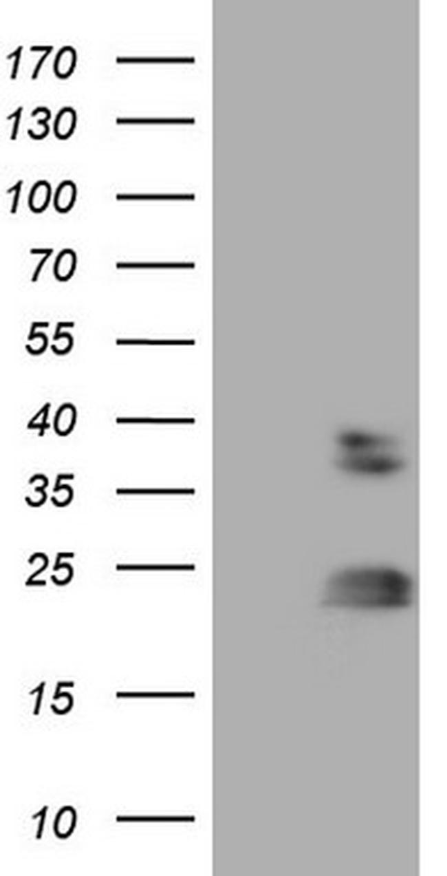 RHOC Antibody in Western Blot (WB)