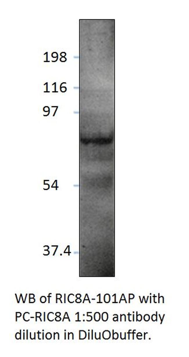 RIC8A Antibody in Western Blot (WB)