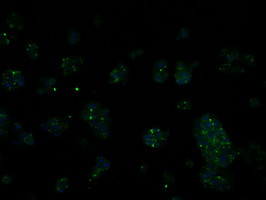 RIC8A Antibody in Immunocytochemistry (ICC/IF)