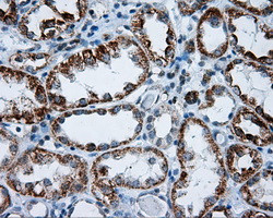 RIC8A Antibody in Immunohistochemistry (Paraffin) (IHC (P))