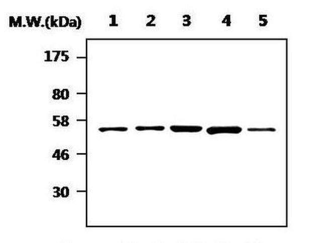 RIP2 Antibody in Western Blot (WB)