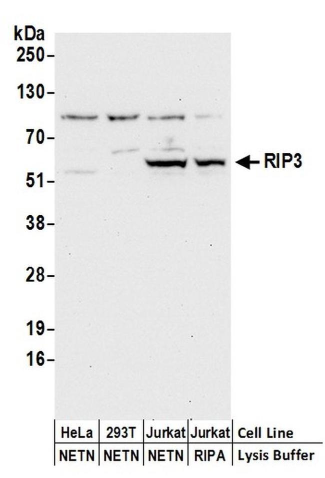 RIP3 Antibody in Western Blot (WB)
