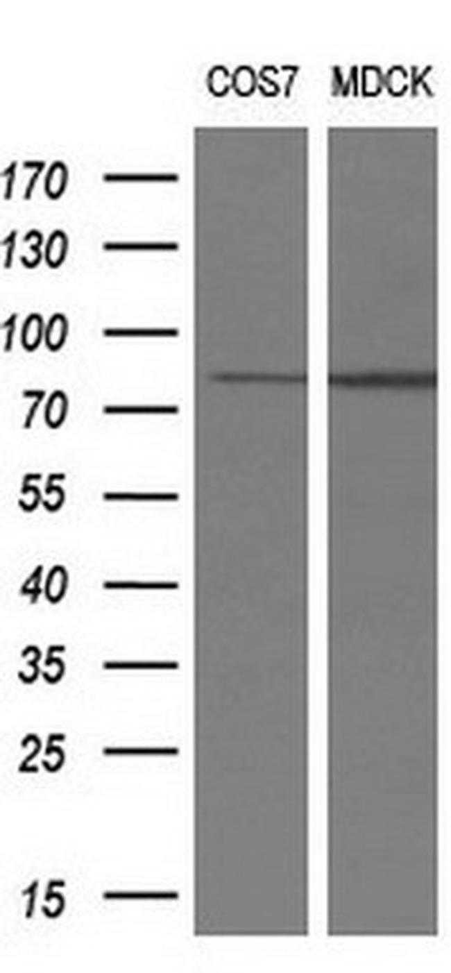 RIPK1 Antibody in Western Blot (WB)