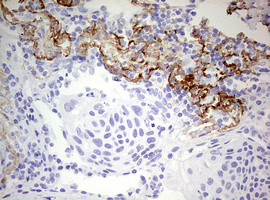 RIPK3 Antibody in Immunohistochemistry (Paraffin) (IHC (P))