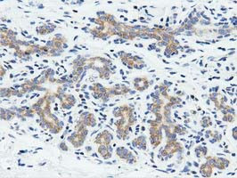 RIT2 Antibody in Immunohistochemistry (Paraffin) (IHC (P))