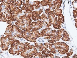 RIT2 Antibody in Immunohistochemistry (Paraffin) (IHC (P))