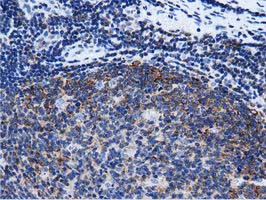 RIT2 Antibody in Immunohistochemistry (Paraffin) (IHC (P))