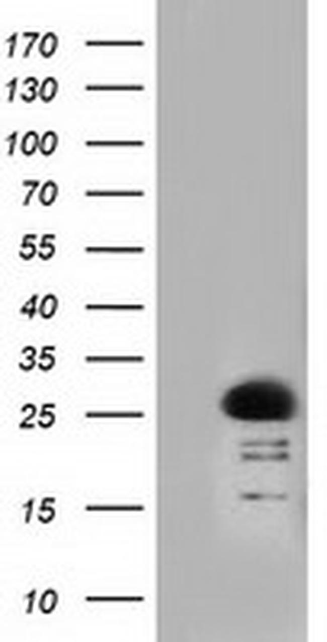 RIT2 Antibody in Western Blot (WB)