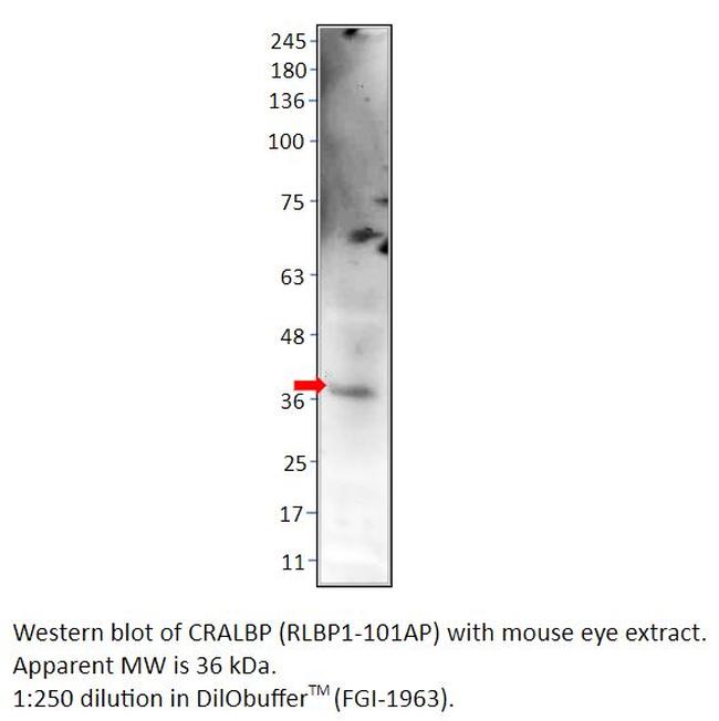 CRALBP Antibody in Western Blot (WB)